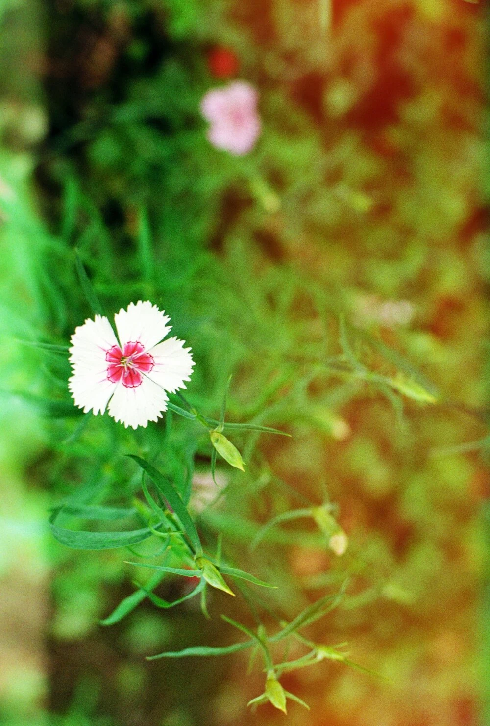 不屈强权的小花