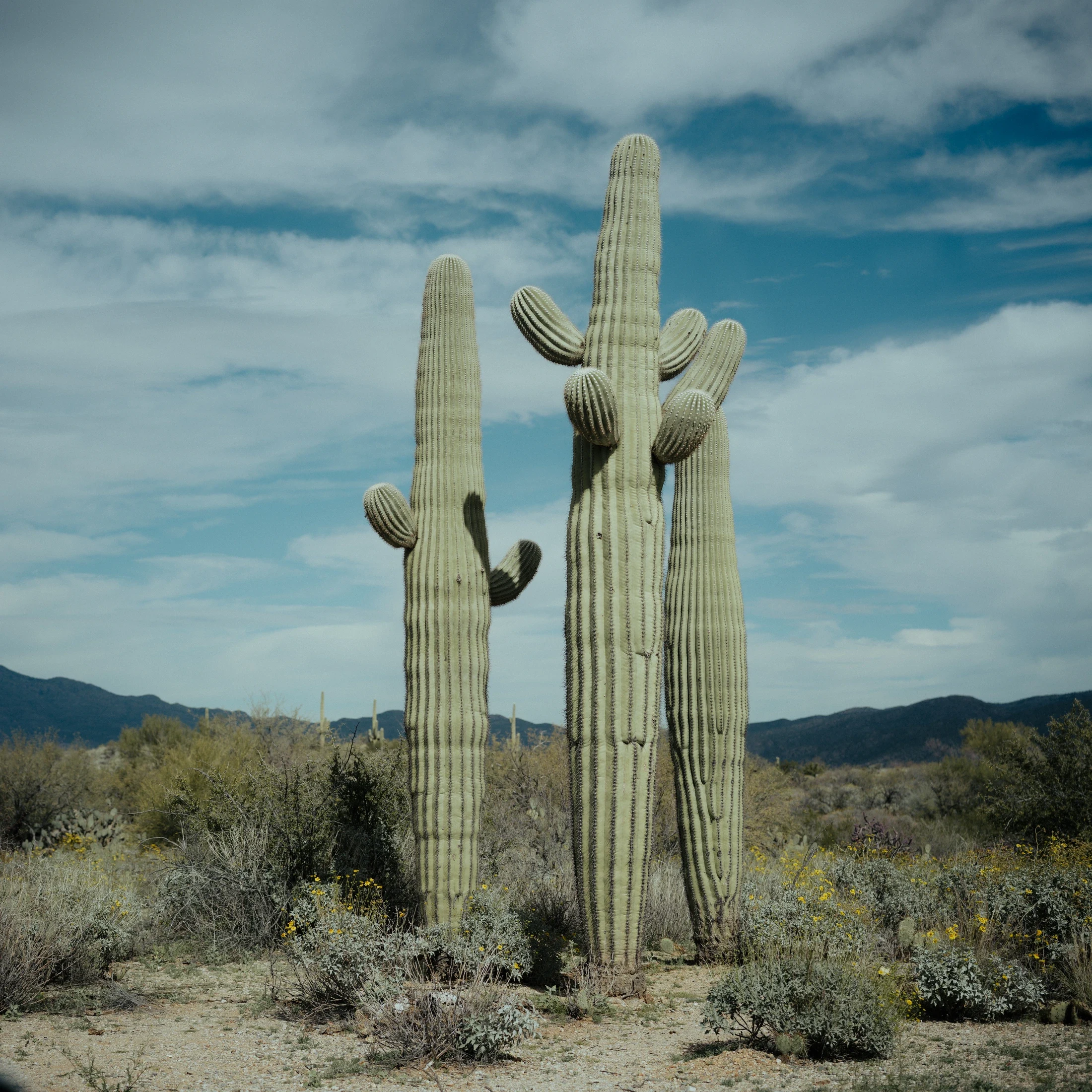 Tucson, Again